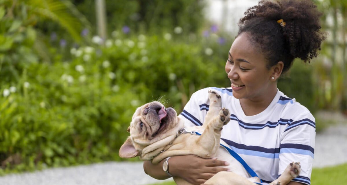 11869675-afrikansk-amerikan-kvinna-ar-spelar-med-henne-franska-bulldogg-valp-medan-gaende-i-de-hund-parkera-pa-gras-grasmatta-efter-har-morgon-ovning-under-de-sommar-gratis-fotona 11869675-afrikansk-amerikan-kvinna-ar-spelar-med-henne-franska-bulldogg-valp-medan-gaende-i-de-hund-parkera-pa-gras-grasmatta-efter-har-morgon-ovning-under-de-sommar-gratis-fotona